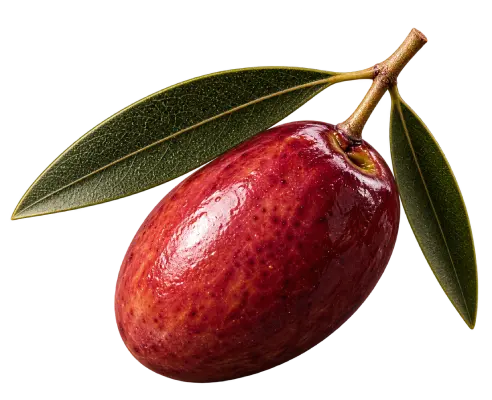 Azeitona Cobrançosa.