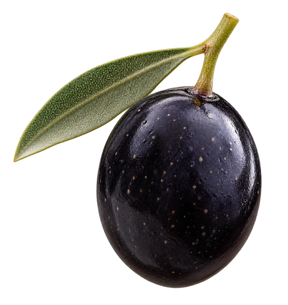 Azeitona Cordovil, variedade portuguesa usada no azeite ZAITA.