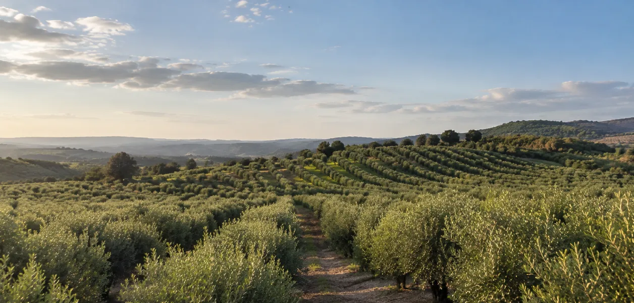 Olival português ao entardecer, com filas de oliveiras nas colinas.